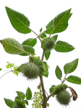 曼陀罗的蒴果和枝叶