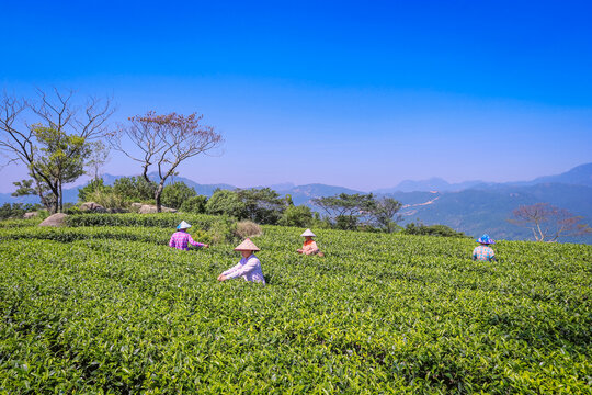 高山茶园