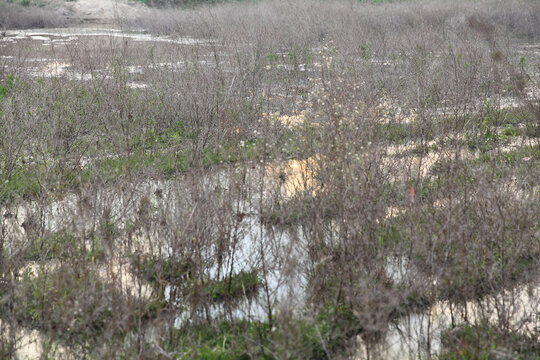 荒草湿地