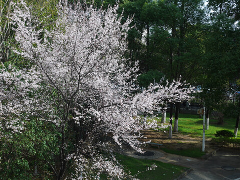 春暖花开