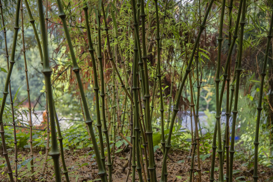 云南昆明筇竹寺