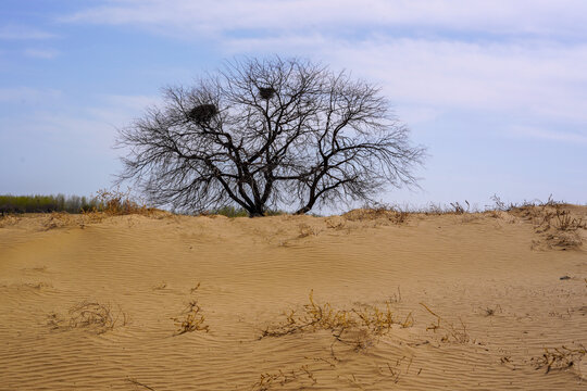 沙丘独树