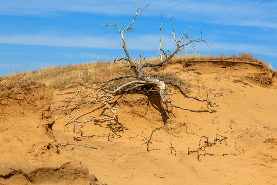 沙丘枯树
