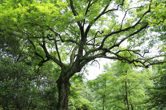 中国池州百丈崖风景区