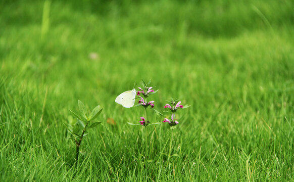 蝴蝶与草丛