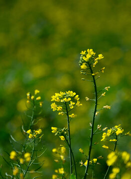 油菜花