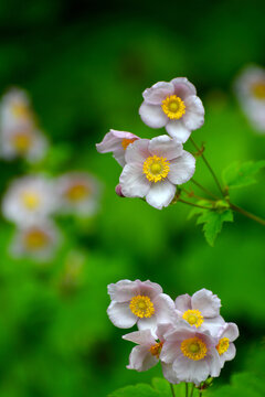 野棉花