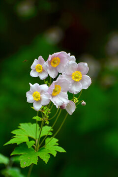 野棉花