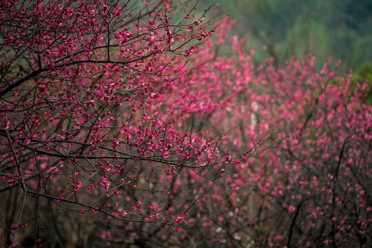 湖南省植物园的红梅