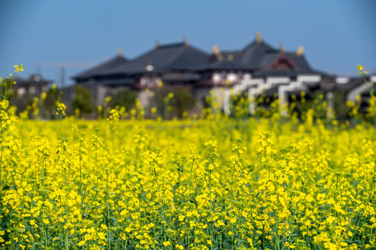 铜官窑的油菜花