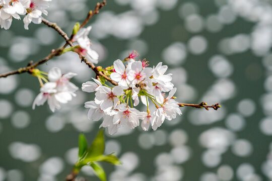 湖南省植物园樱花