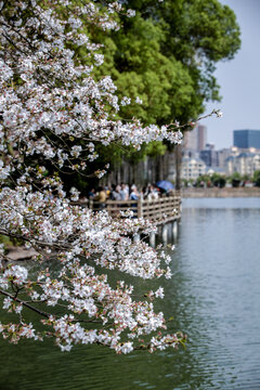 湖南省植物园樱花湖