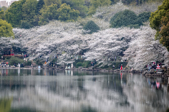 湖南省植物园樱花湖