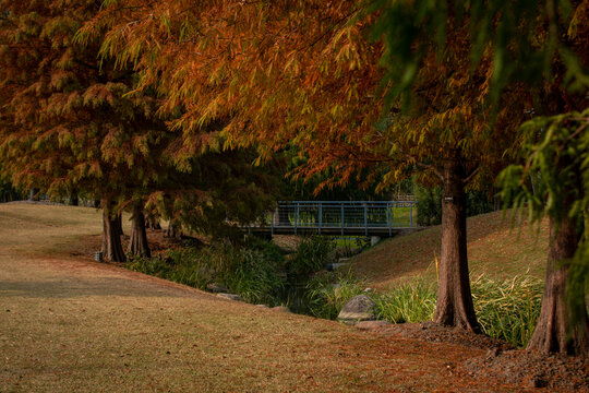 辰山植物园秋色