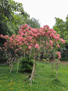 深圳龙华公园种植的粉纸扇