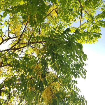 深圳绿化带种植的腊肠树