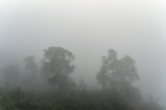 森林里的大雾天气