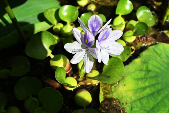 水葫芦