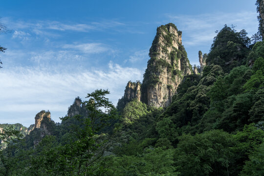 浓密山林