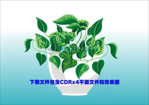 绿萝盆栽绿叶植物