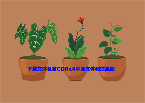 盆栽植物大叶植物绿植花卉