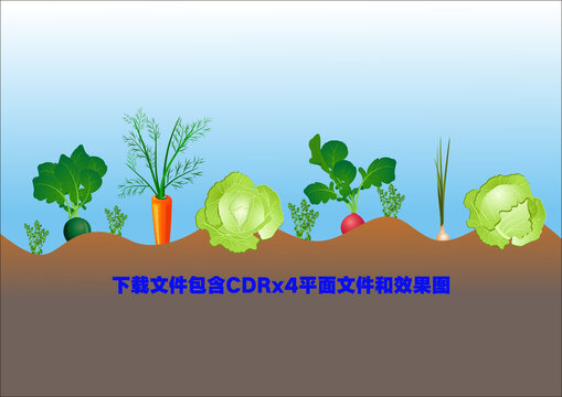蔬菜地菜园包菜萝卜葱香菜