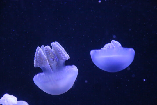 千姿百态的水母