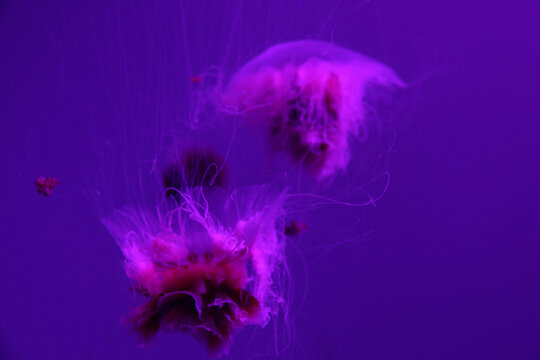 千姿百态的水母