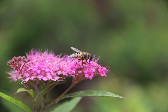 绣线菊上蜜蜂采蜜