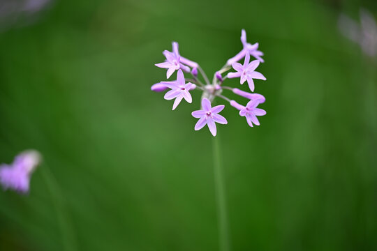 紫色流星花