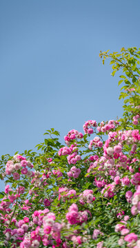 蓝天下的蔷薇花月季