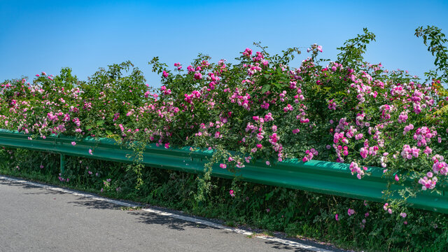 马路边的蔷薇花月季花