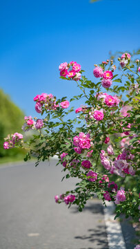 公路边盛开的蔷薇花