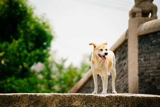 小狗