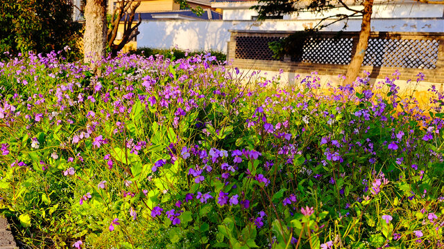 花田