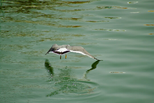 一只掠过海面的海鸥