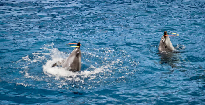 两只海豚表演转圈