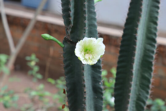 仙人掌花