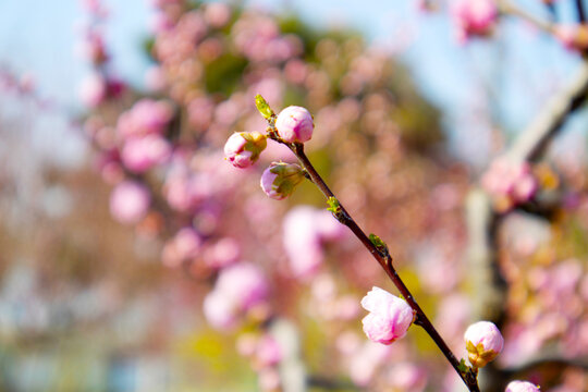 梅花