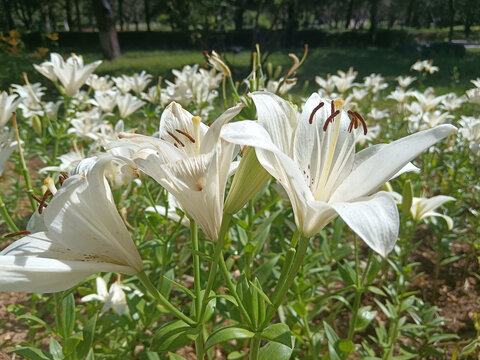 百合花