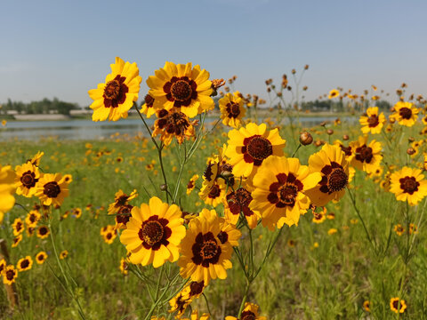 两色金鸡菊