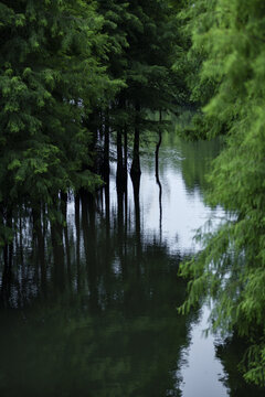 水上树林