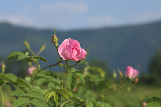 大马士革玫瑰精油纯露蒸馏