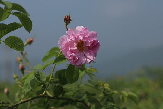 大马士革玫瑰精油纯露蒸馏