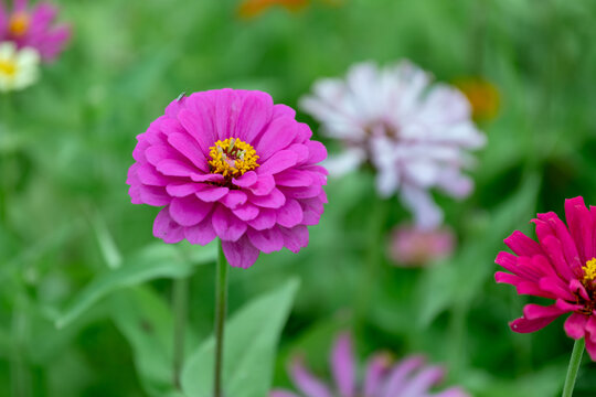 五彩缤纷的花的特写