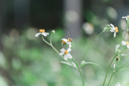 蜜蜂在花上授粉的特写镜头