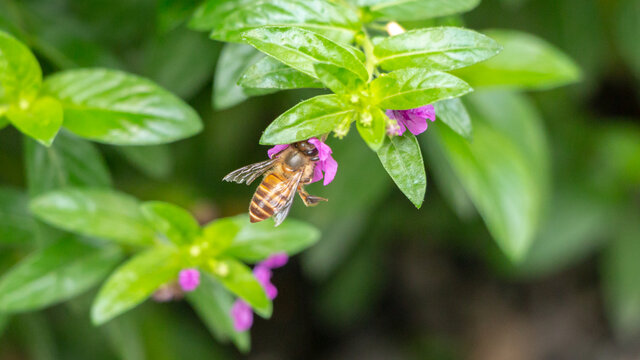蜜蜂正在采食花蜜