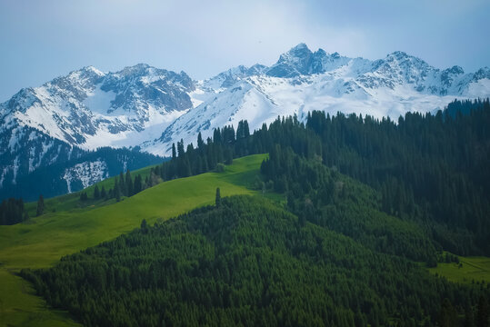 恰西森林公园雪山森林草原