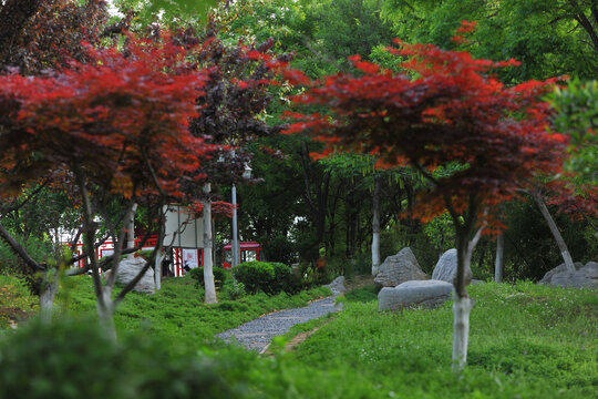 公园里的红枫树