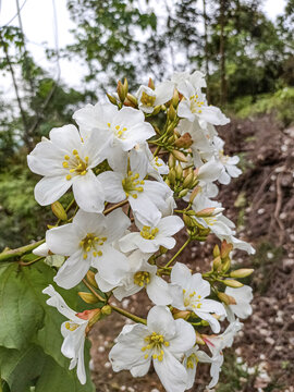 油桐花